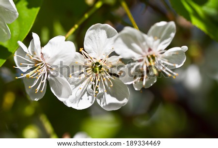 Beautiful tender cheery tree flowers border, blooming nature, first blossom, sunny day, natural border, spring time