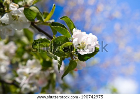 Beautiful tender cheery tree flowers border, blooming nature, first blossom, sunny day, natural border, spring time