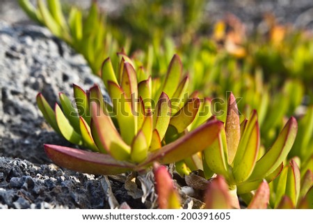 Miniature succulent plants on rocks