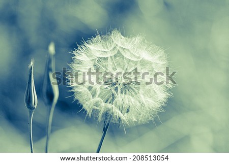Abstract dandelion flower background extreme closeup Big dandelion on natural background Art photography Abstract dandelion flower background extreme closeup Big dandelion on natural background Art photography