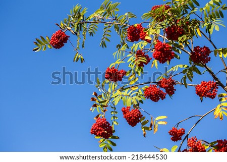 Ripe bunches of rowan berries and blue sky in sunny day.