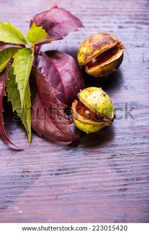Decorative autumn border with chestnuts