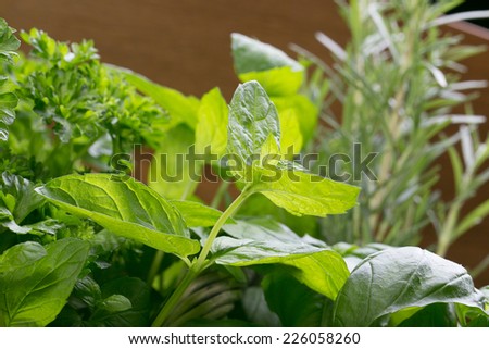 Collection of Fresh Spicy Herbs in Basket. thyme, basil, oregano, parsley, marjoram, rucola, sage and rosemary herbs
