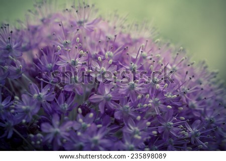 Violet Garlic Flower Background