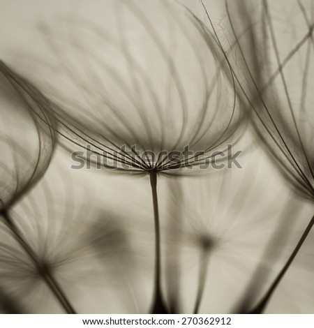 Abstract dandelion flower background, extreme closeup. Big dandelion on light bokeh background