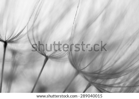 Abstract dandelion flower background, extreme closeup. Big dandelion on natural background. Art photography. Shalow focus