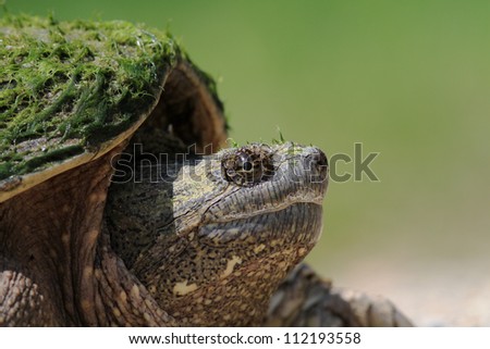 Snapping Turtle basking sunning