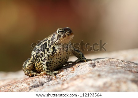 An American Toad on a rock.