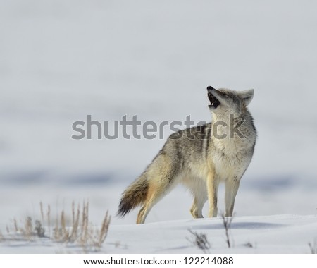 Coyote Howls in Yellowstone