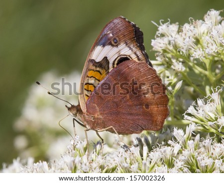 Side profile of a Buckeye butterfly on common boneset wildflower.