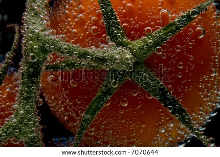 Tomatoes shipped in an aquarium with mineral water