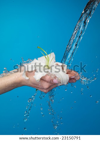 Woman hands with lily and stream of water. On blue background. Very high resolution.