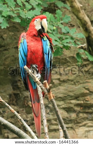 Red parrot on the branch