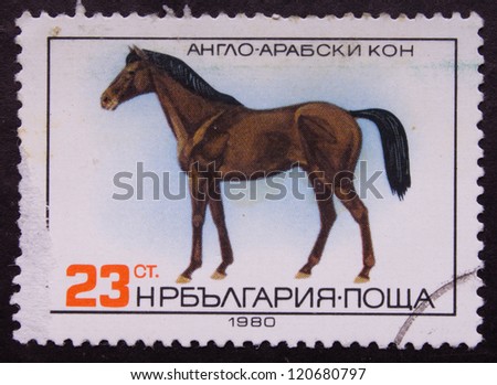 BULGARIA - CIRCA 1980: A stamp printed in BULGARIA shows a Anglo-Arabian horse , circa 1980