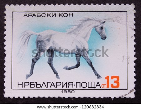 BULGARIA - CIRCA 1980: A stamp printed in BULGARIA shows a Arabian White horse, circa 1980
