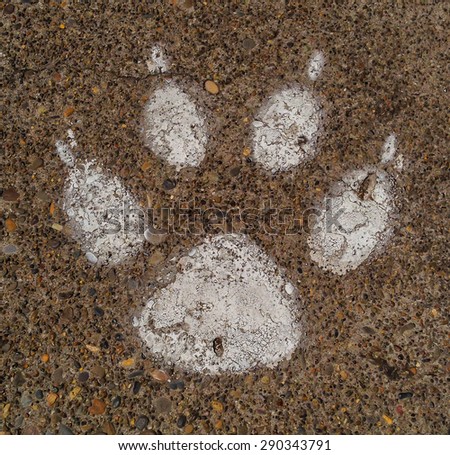 White paw on washed concrete sidewalk