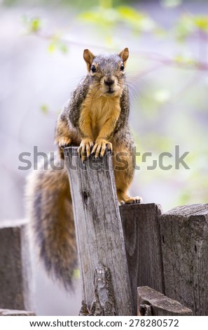A fox squirrel peeks over a fence post.