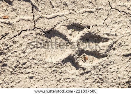 Closeup of dog paw print on dry cracked sandy ground