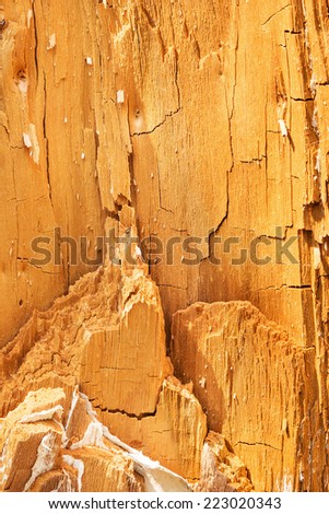 Natural texture. Old wood of felled tree. Dry heartwood