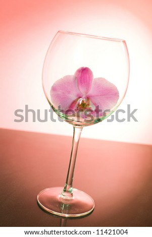 Pink orchid in the wine glass / pink background