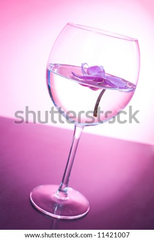Pink orchid in the wine glass full of water / pink background