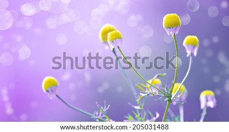 Chamomile flowers in purple tone, background