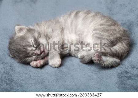The gray striped fluffy kitten sleeps on a gray blanket, the newborn thoroughbred skate of a shishil lies on a sofa.