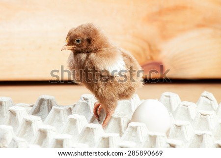 Chicken of a hen in a paper tray for egg on a wooden background, a chicken with egg.