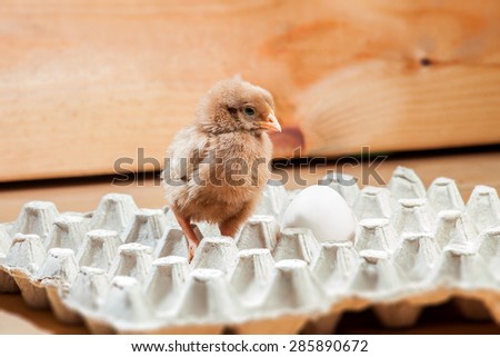 Little rooster in a paper tray for egg on a wooden background, a chicken with egg.