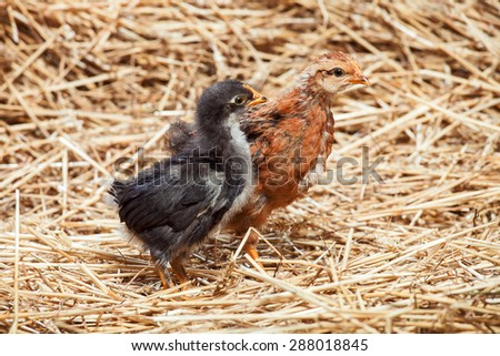 the red and black little rooster runs on dry straw, agriculture.