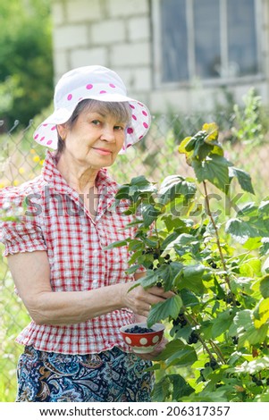Happy retired woman with green branch of black currant in own garden