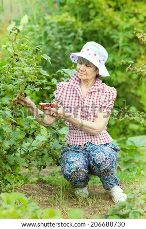 Quiet mature woman picks up black currant berries