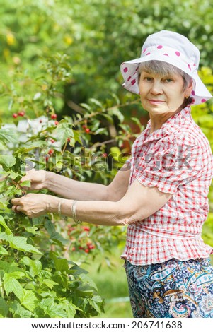 Elderly woman pick up black currant in own orchard