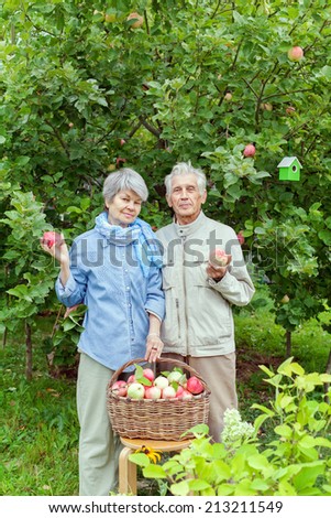 happy elderly couple with a rich harvest of apples