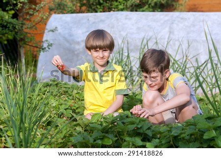 Two boys pick strawberries on summer cottage