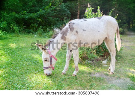 white donkey grazing in the meadow