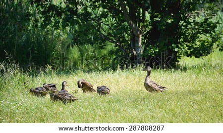 Duck and ducklings on the grass in the park
