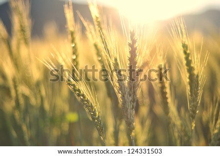Sunset over wheat field with golden colors