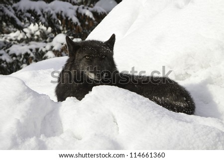 Grey Wolf in the snow