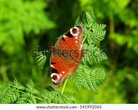 A close up image of the butterfly Peacock Butterfly(inachis io) / Peacock Butterfly(inachis io)