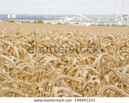 An image showing a close up view of ears of Wheat / Wheat