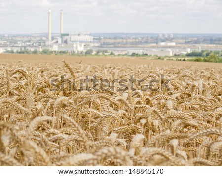 An image showing a close up view of ears of Wheat / View of the Wheat