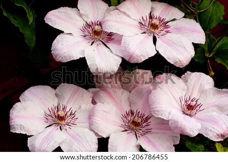A close up view of the beautiful Clematis Pink Fantasy flower / Clematis Pink Fantasy