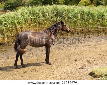 A New Forest pony by the lake at Beaulieu / A New Forest Pony