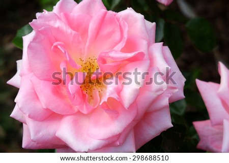 Close up view of a beautiful Pink Rose / Close up of Pink Rose
