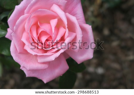 Close up view of a beautiful Pink Rose / Beautiful Pink Rose