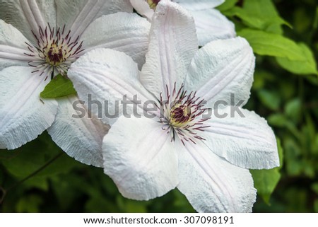 A close up view of the beautiful Clematis Pink Fantasy flower / Clematis pink Fantasy flowers