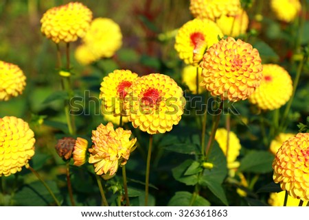 A small group of beautiful yellow Dahlias / Yellow Dahlias