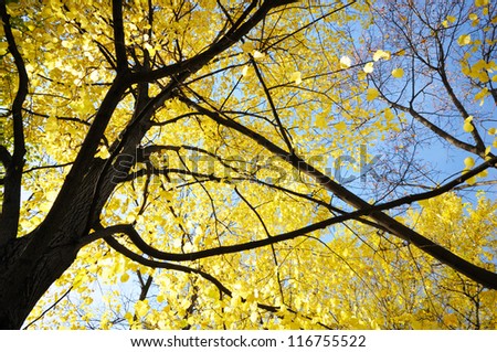 Pure Yellow Leaves are falling from the tree It\'s taken in a small road side park of Moscow. At that time, the leaves are falling.