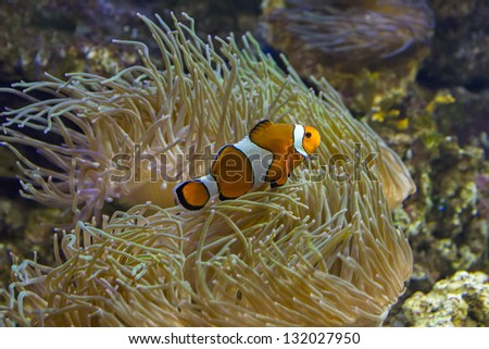 Amphiprion ocellaris ( Clown Fish )